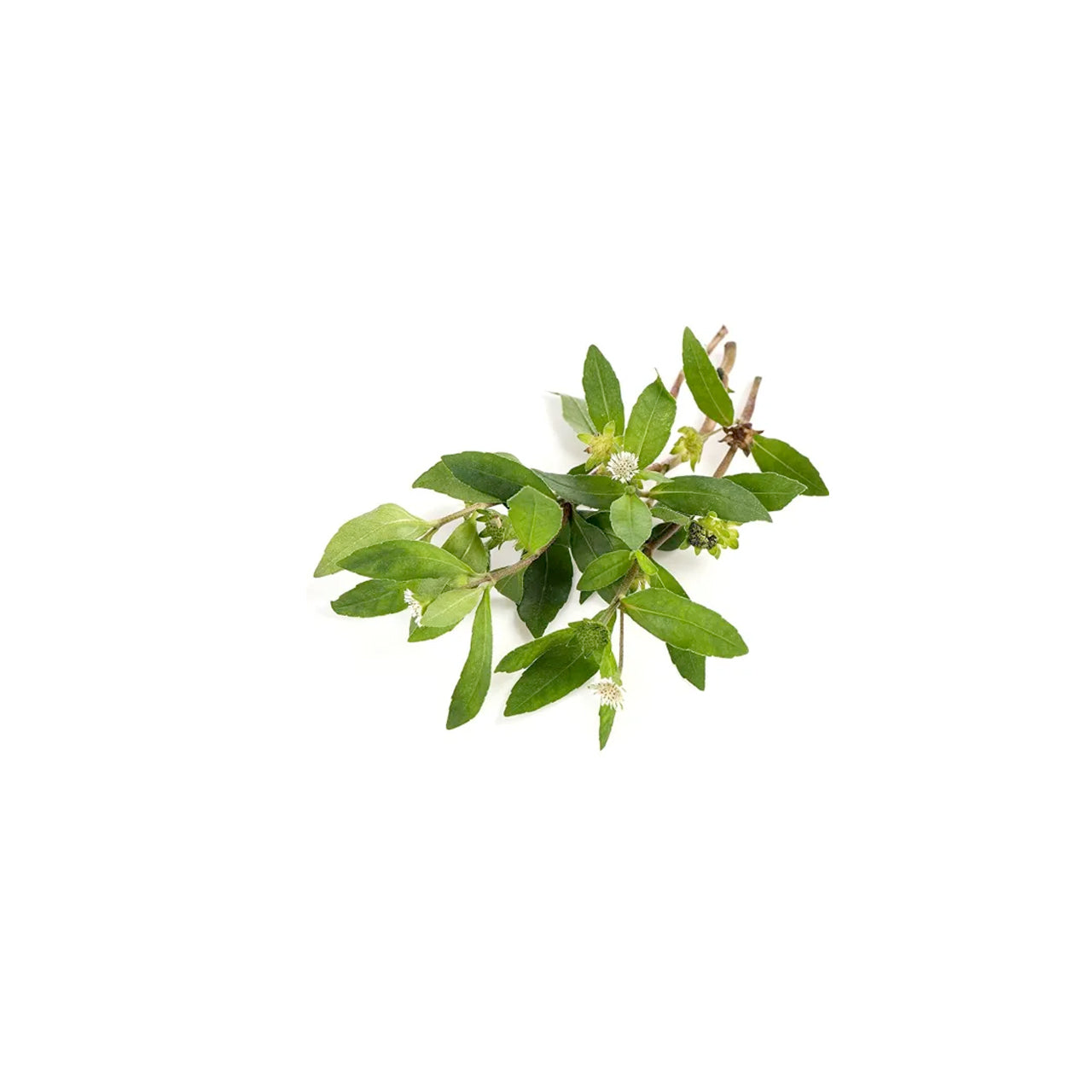 Bhringraj Oil  strengthens hair, reduce premature pigment loss from hair, or greying, stimulate hair growth, reduce hair loss, dandruff ...