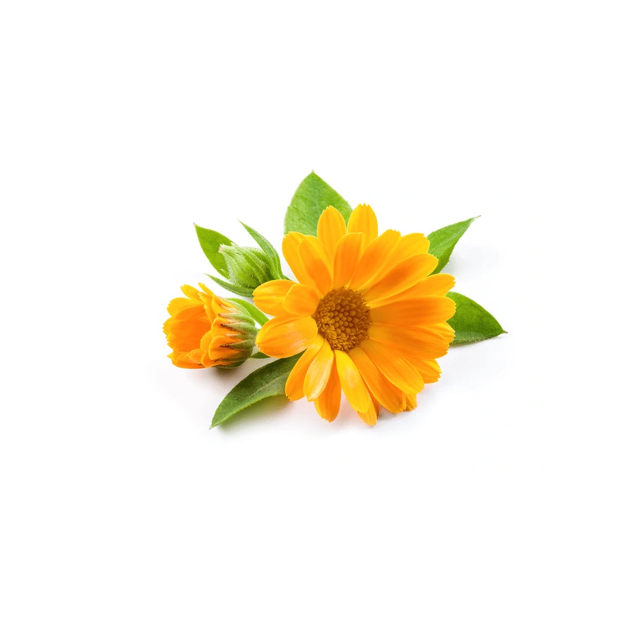 Calendula Herbal Oil