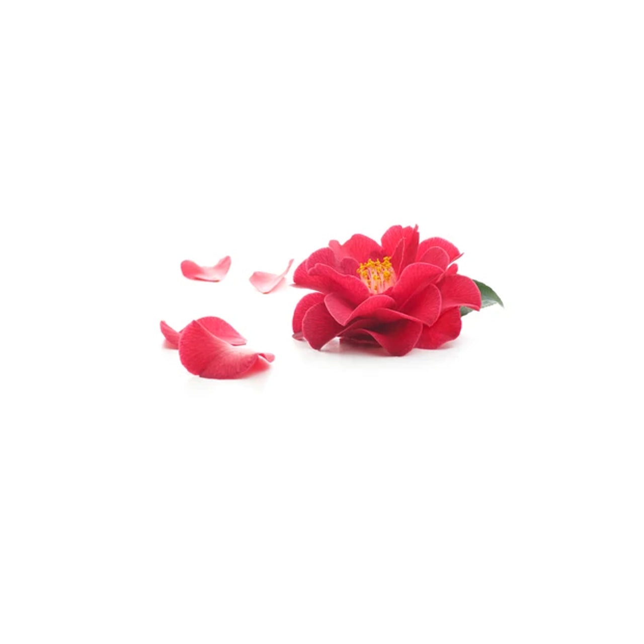 Camellia Seed Oil Organic