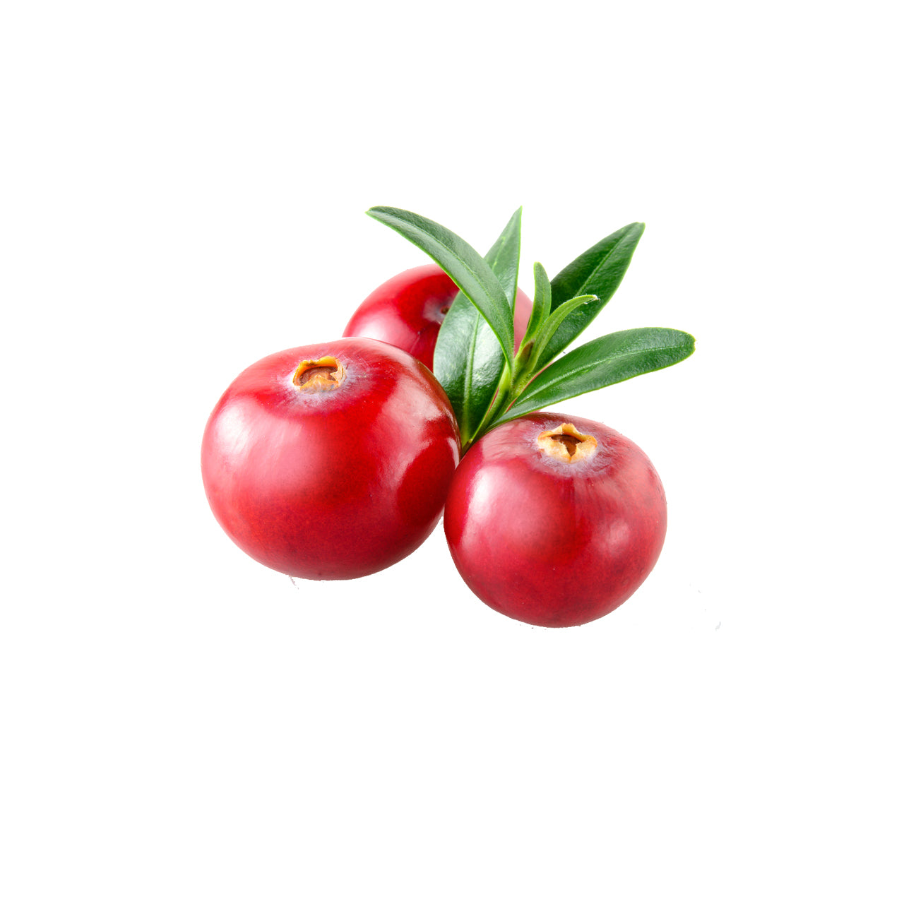 Cranberry Seed Oil Organic