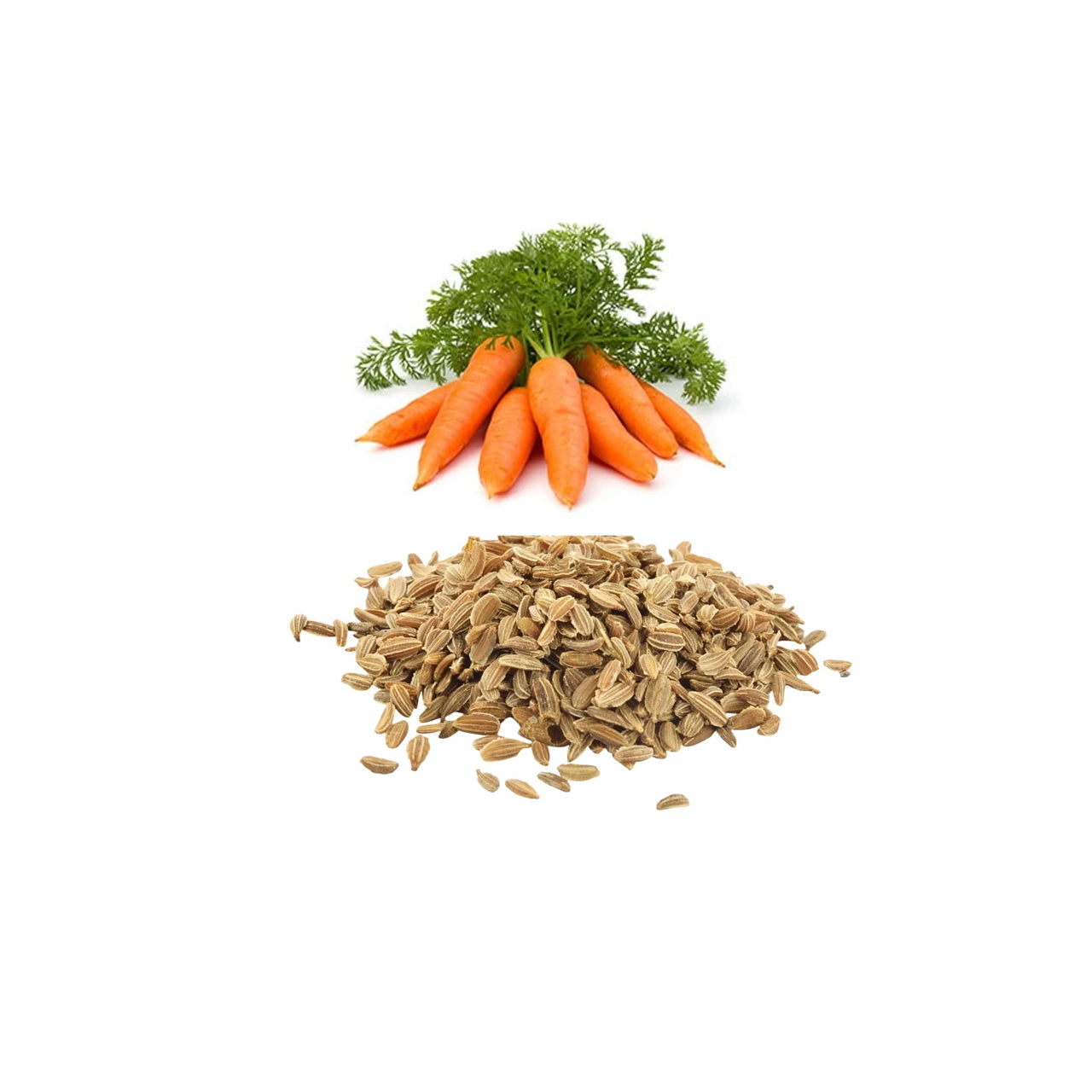 Carrot Oil Macerated