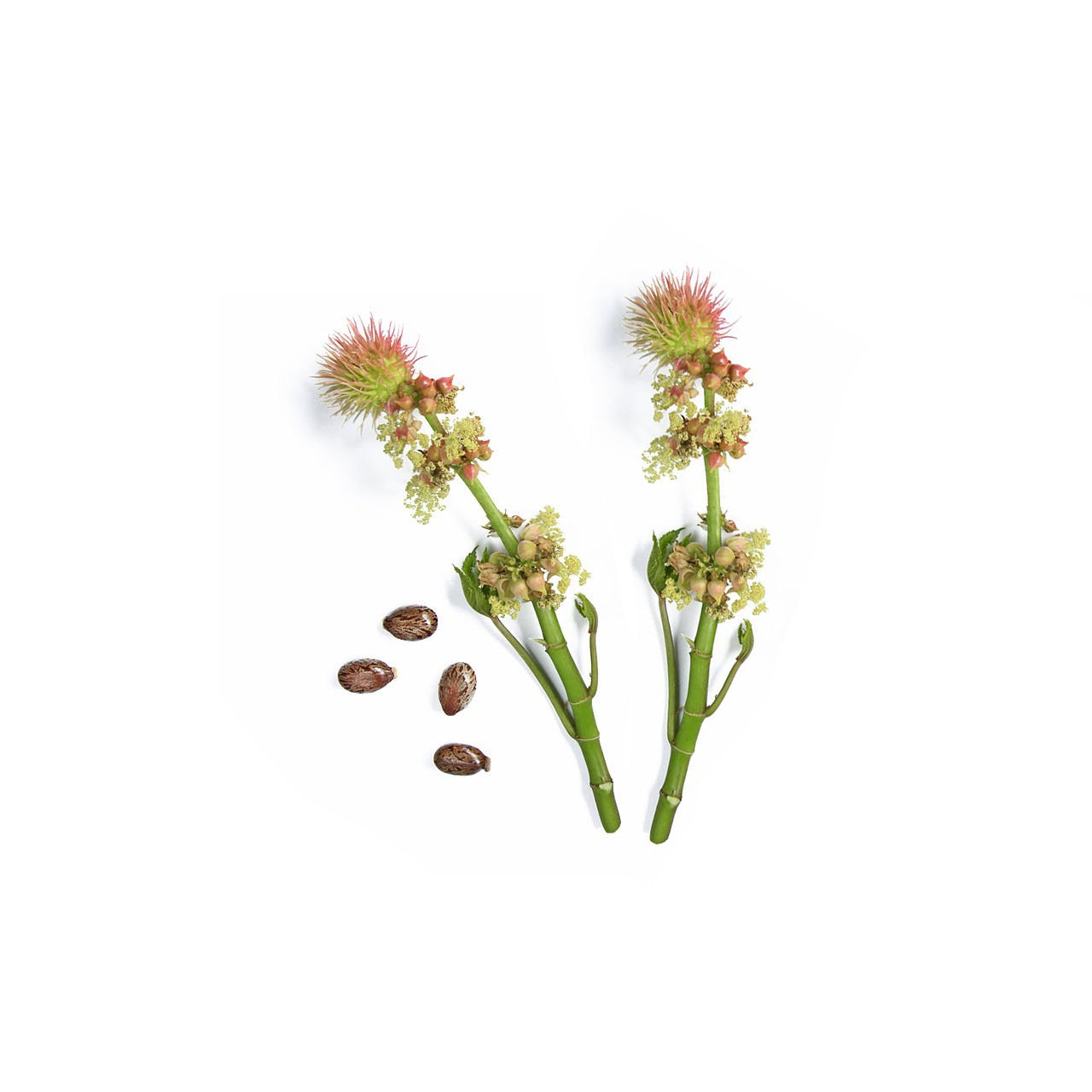 Castor Oil Organic