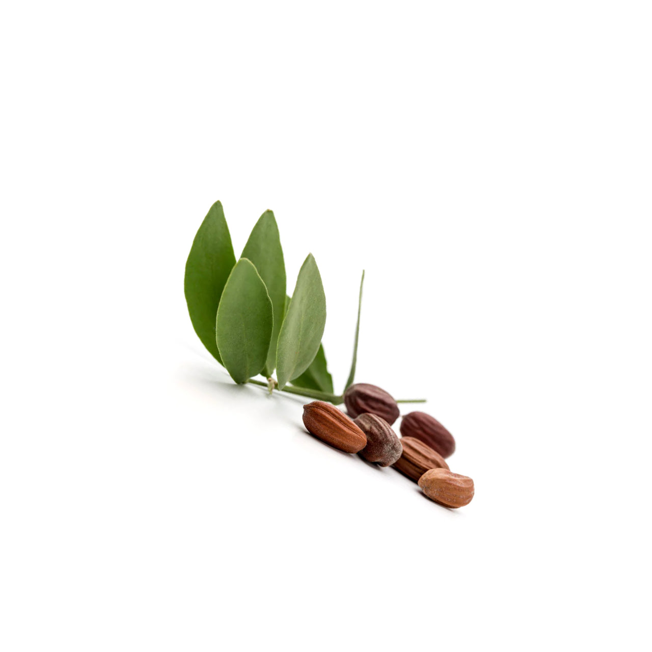Jojoba Oil Organic