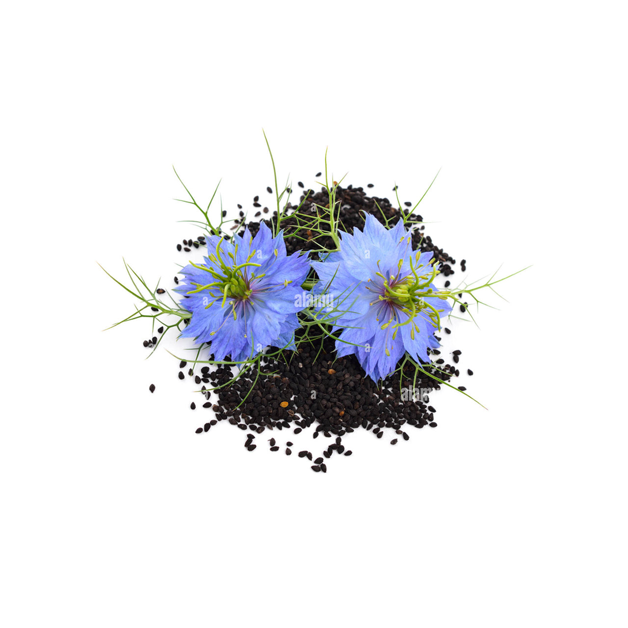 Black Seed Cumin Oil Organic