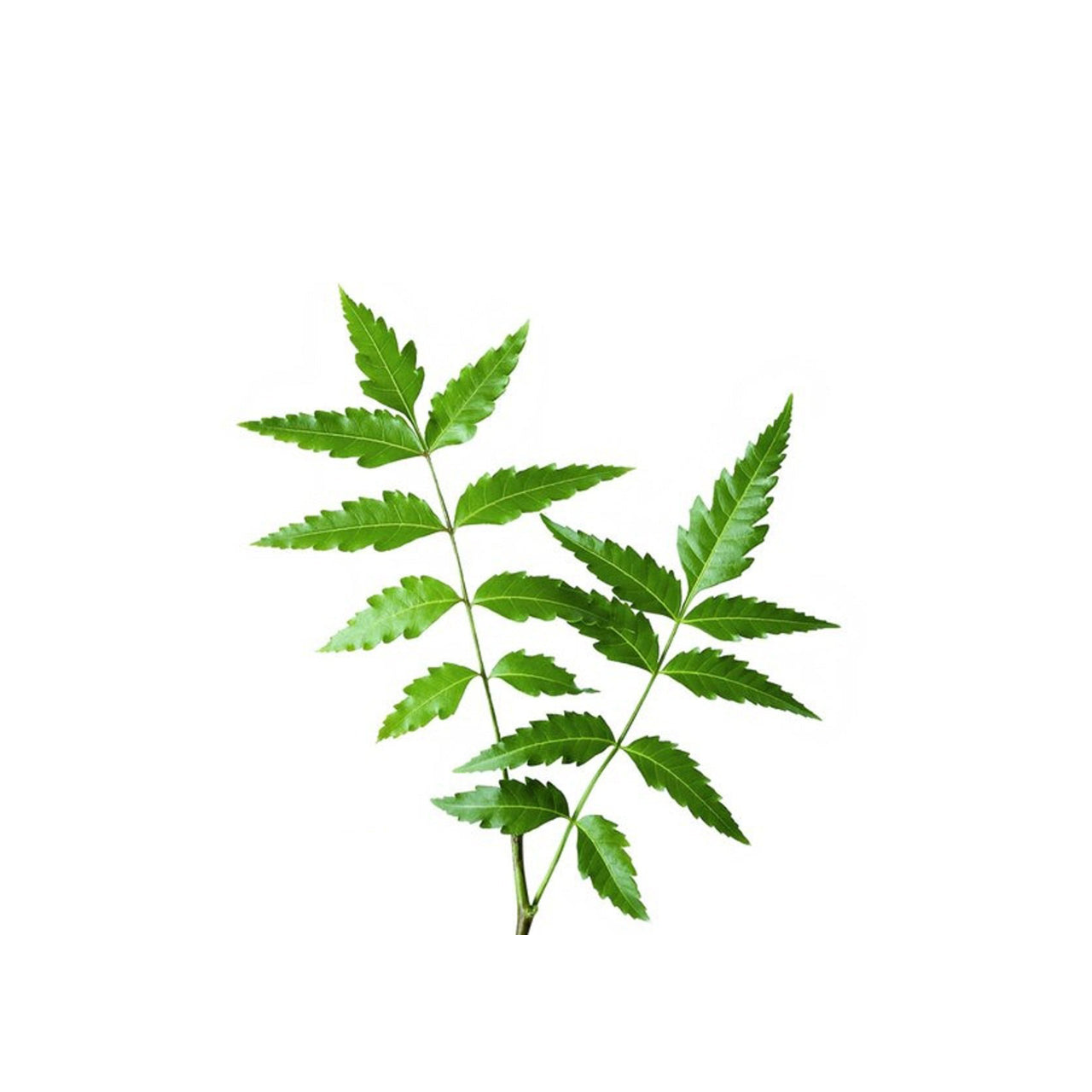 Neem Oil Organic