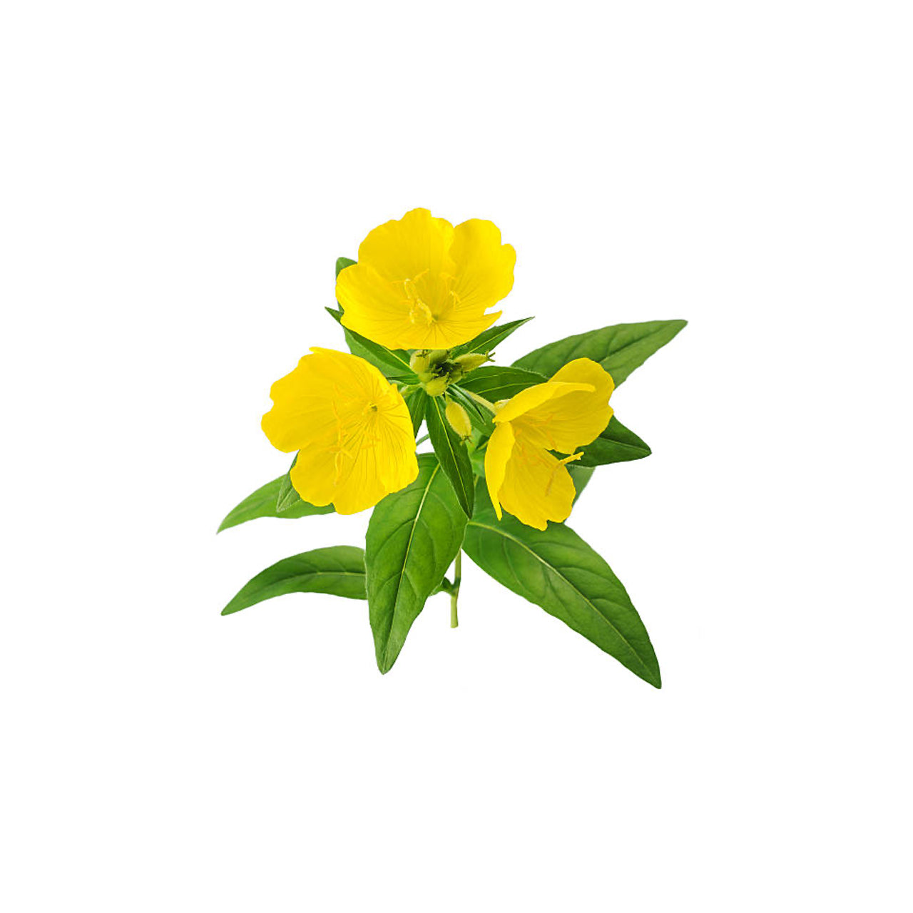 Evening Primrose Organic