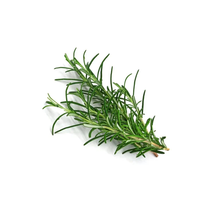 Rosemary Antioxidant CO2 Extract
