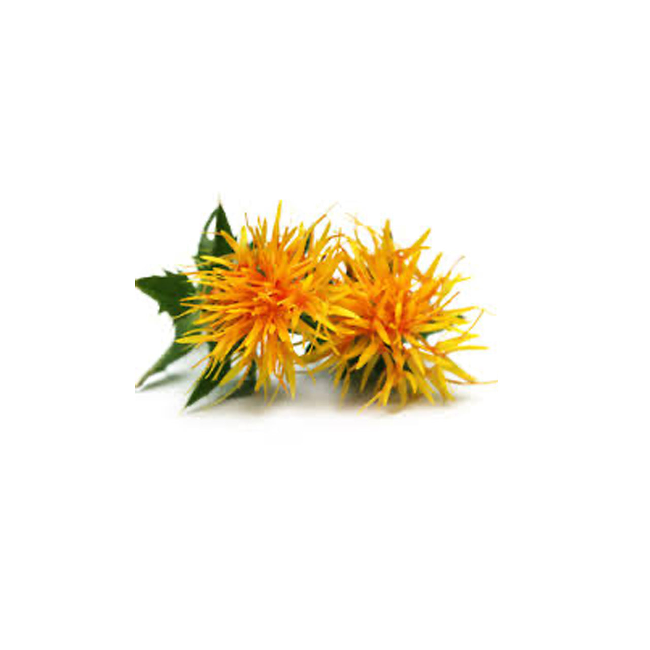 Safflower Oil Organic