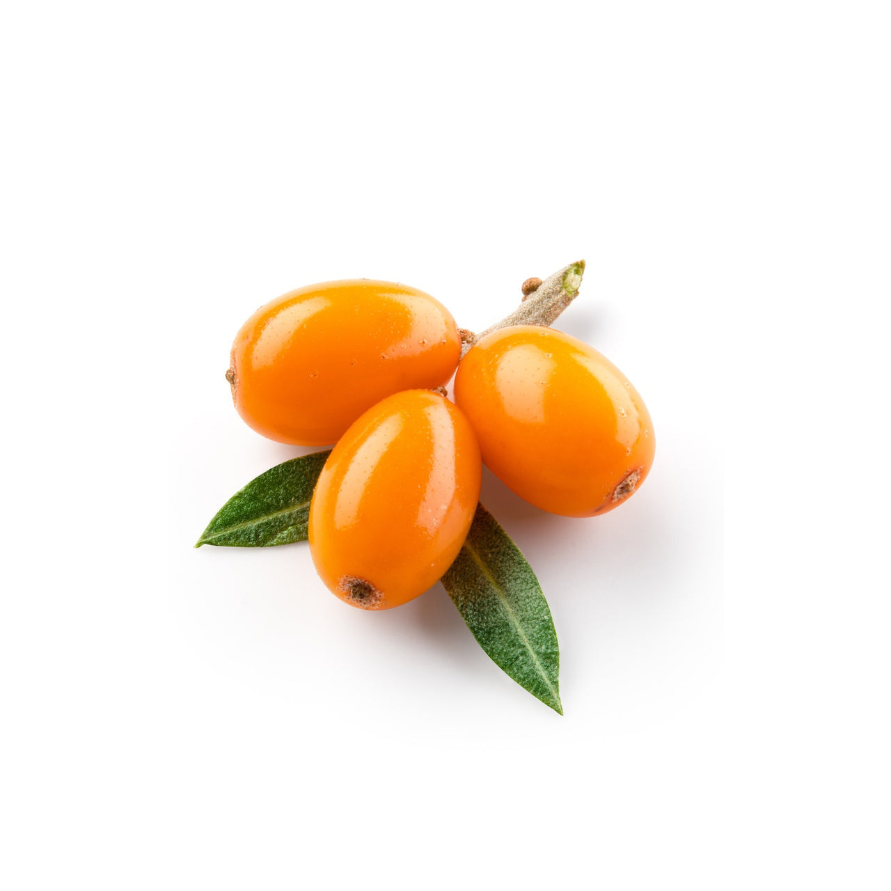 Sea Buckthorn Oil