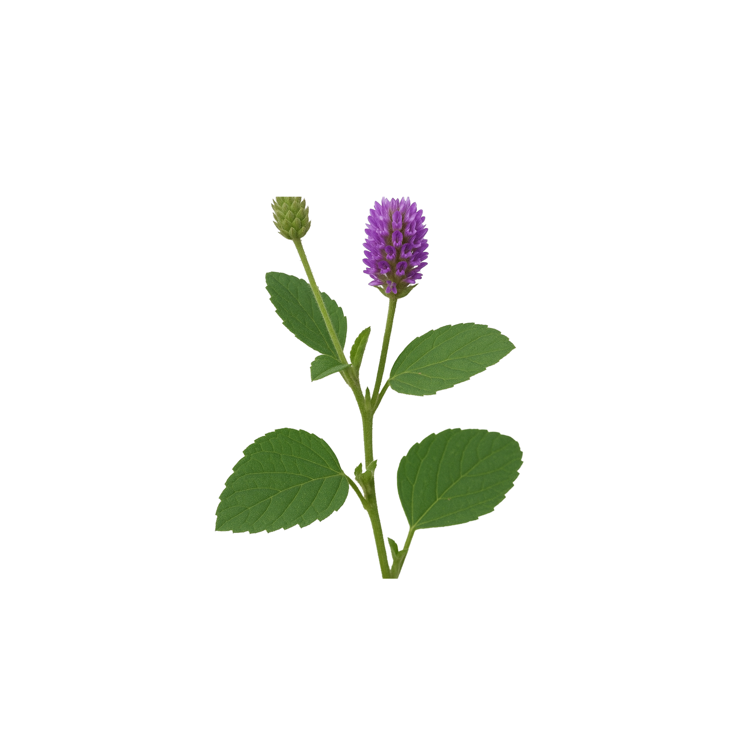 Bakuchi (Babchi) Oil – Cold Pressed, Wild Harvested, Unrefined, 100% Pure