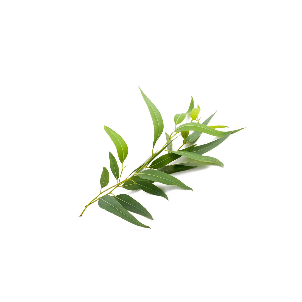 Eucalyptus Essential Oil Organic (Radiata)