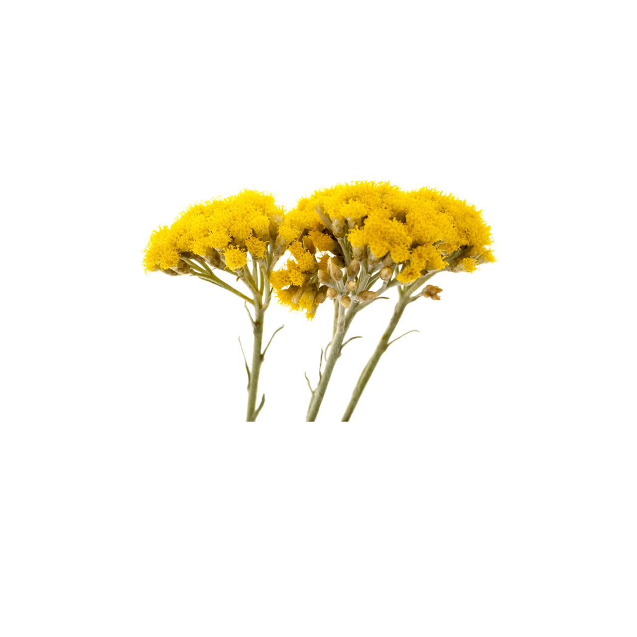 Helichrysum Gymocephalum Essential Oil