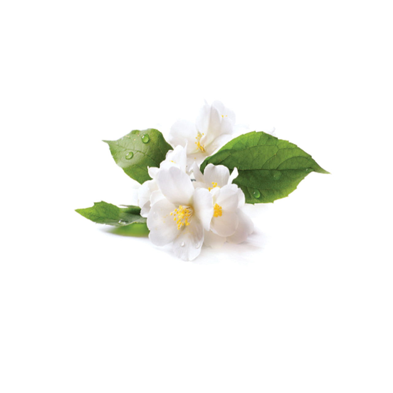 Jasmine Floral Water (Hydroflorate or Hydrosol)