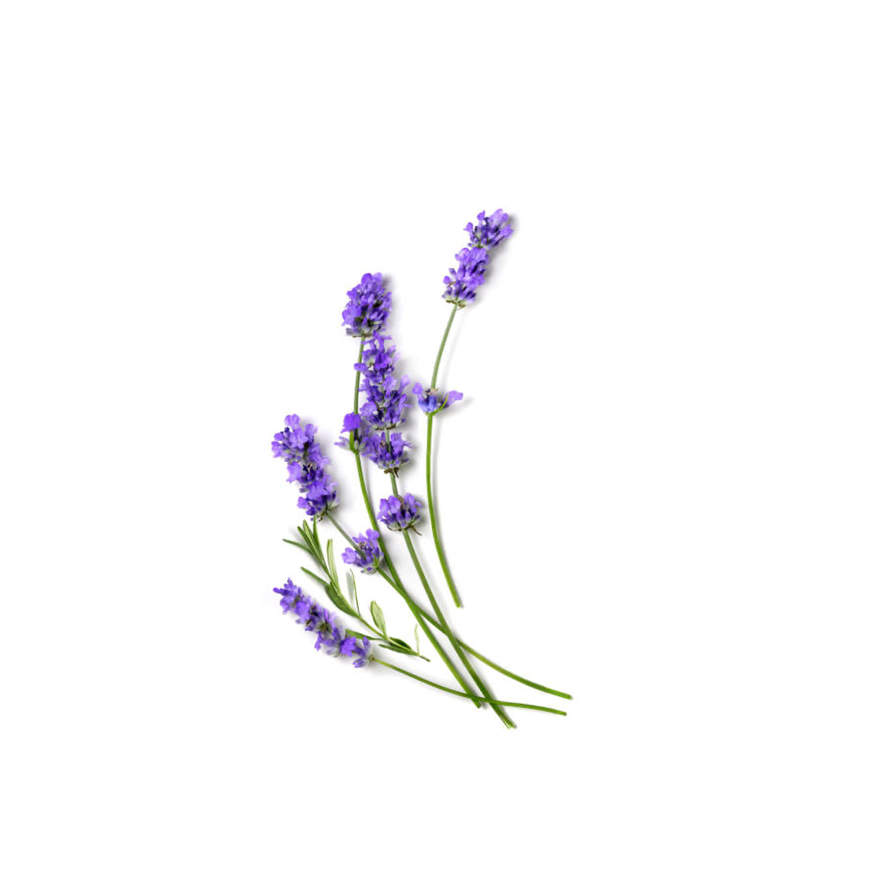 Lavender Essential from France, Region of Barreme