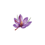Purple flower with red stamen on a white background