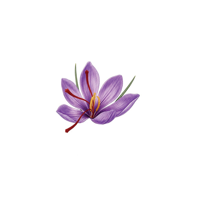 Purple flower with red stamen on a white background
